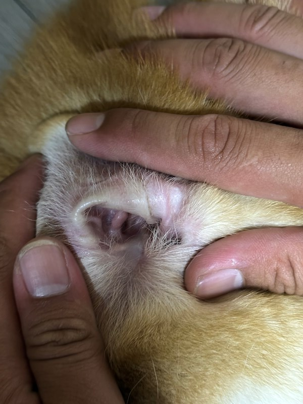 女人知己試用大隊,口碑行銷,部落客行銷,歸毛家族,歸毛家族萌耳液,歸毛家族萌耳靈,Goodmofamily歸毛家族 寵物萌耳保衛組,歸毛家族 萌耳保衛組,萌耳液,萌耳靈,精萃營養霜,耳道營養保護力,平衡耳道內油脂分泌,無抗生素,無類固醇,神經醯胺,歐盟有機認證成分,19種綜合胺基酸,榮獲SNQ國家認證,上萬毛爸媽見證,3週幫助耳道健康