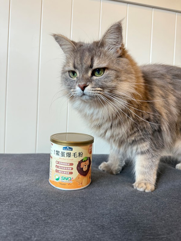 女人知己試用大隊,口碑行銷,部落客行銷,bluebay倍力鱉蛋爆毛養膚粉,倍力鱉蛋粉,鱉蛋粉推薦,養毛粉,換季掉毛,爆毛滑順,皮毛搔癢,鱉蛋粉皮膚,老狗鱉蛋粉,貓咪鱉蛋粉,搔抓,貓皮膚病/貓癬,皮膚保健,皮毛保健