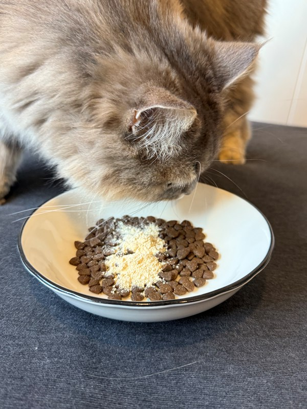 女人知己試用大隊,口碑行銷,部落客行銷,bluebay倍力鱉蛋爆毛養膚粉,倍力鱉蛋粉,鱉蛋粉推薦,養毛粉,換季掉毛,爆毛滑順,皮毛搔癢,鱉蛋粉皮膚,老狗鱉蛋粉,貓咪鱉蛋粉,搔抓,貓皮膚病/貓癬,皮膚保健,皮毛保健