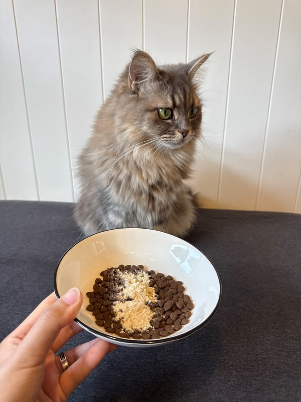 女人知己試用大隊,口碑行銷,部落客行銷,bluebay倍力鱉蛋爆毛養膚粉,倍力鱉蛋粉,鱉蛋粉推薦,養毛粉,換季掉毛,爆毛滑順,皮毛搔癢,鱉蛋粉皮膚,老狗鱉蛋粉,貓咪鱉蛋粉,搔抓,貓皮膚病/貓癬,皮膚保健,皮毛保健