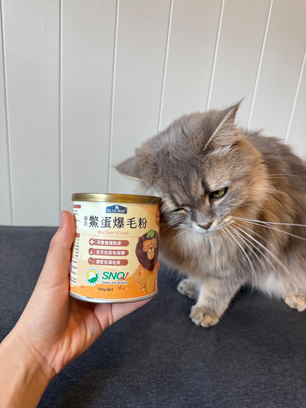 女人知己試用大隊,口碑行銷,部落客行銷,bluebay倍力鱉蛋爆毛養膚粉,倍力鱉蛋粉,鱉蛋粉推薦,養毛粉,換季掉毛,爆毛滑順,皮毛搔癢,鱉蛋粉皮膚,老狗鱉蛋粉,貓咪鱉蛋粉,搔抓,貓皮膚病/貓癬,皮膚保健,皮毛保健
