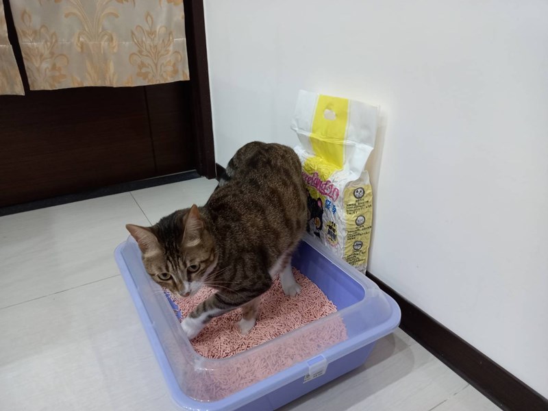 女人知己,女人知己試用大隊,試用大隊,PurreLand 倍淨豆腐貓砂,PurreLand 倍淨,豆腐貓砂,貓砂