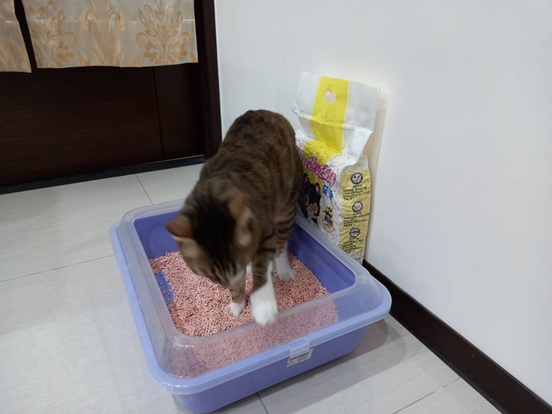 女人知己,女人知己試用大隊,試用大隊,PurreLand 倍淨豆腐貓砂,PurreLand 倍淨,豆腐貓砂,貓砂