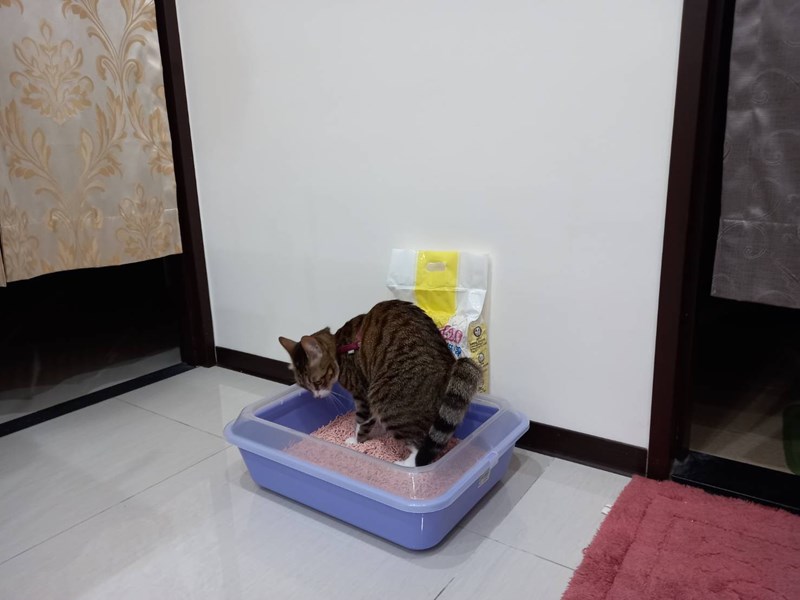 女人知己,女人知己試用大隊,試用大隊,PurreLand 倍淨豆腐貓砂,PurreLand 倍淨,豆腐貓砂,貓砂