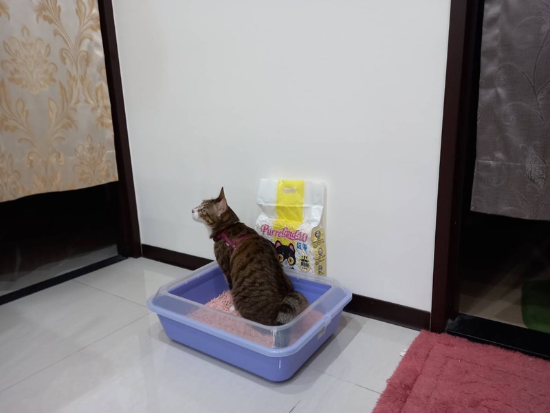 女人知己,女人知己試用大隊,試用大隊,PurreLand 倍淨豆腐貓砂,PurreLand 倍淨,豆腐貓砂,貓砂