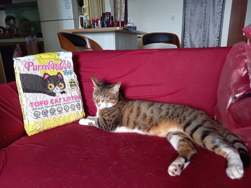 女人知己,女人知己試用大隊,試用大隊,PurreLand 倍淨豆腐貓砂,PurreLand 倍淨,豆腐貓砂,貓砂