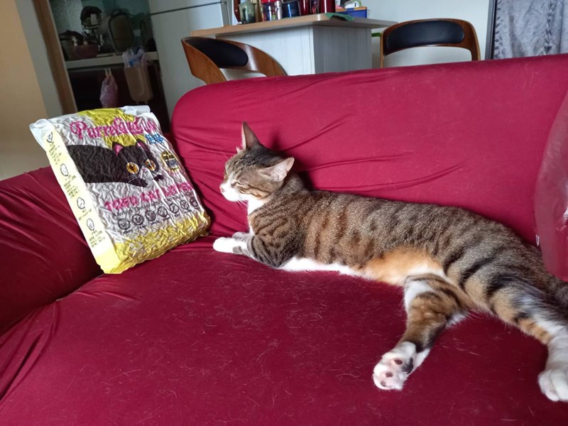 女人知己,女人知己試用大隊,試用大隊,PurreLand 倍淨豆腐貓砂,PurreLand 倍淨,豆腐貓砂,貓砂