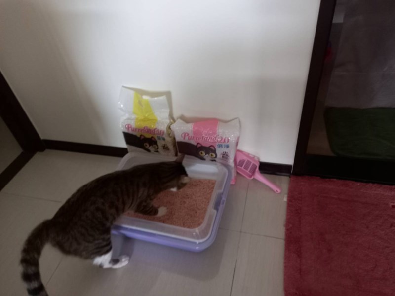 女人知己,女人知己試用大隊,試用大隊,PurreLand 倍淨豆腐貓砂,PurreLand 倍淨,豆腐貓砂,貓砂
