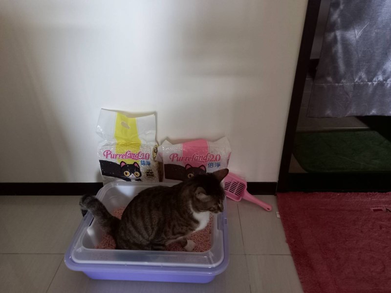 女人知己,女人知己試用大隊,試用大隊,PurreLand 倍淨豆腐貓砂,PurreLand 倍淨,豆腐貓砂,貓砂