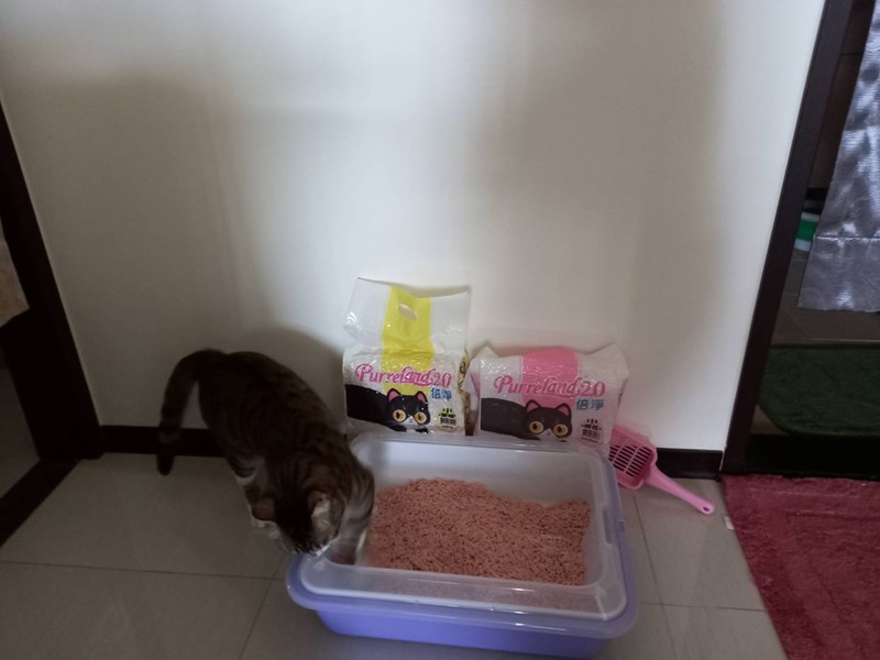 女人知己,女人知己試用大隊,試用大隊,PurreLand 倍淨豆腐貓砂,PurreLand 倍淨,豆腐貓砂,貓砂