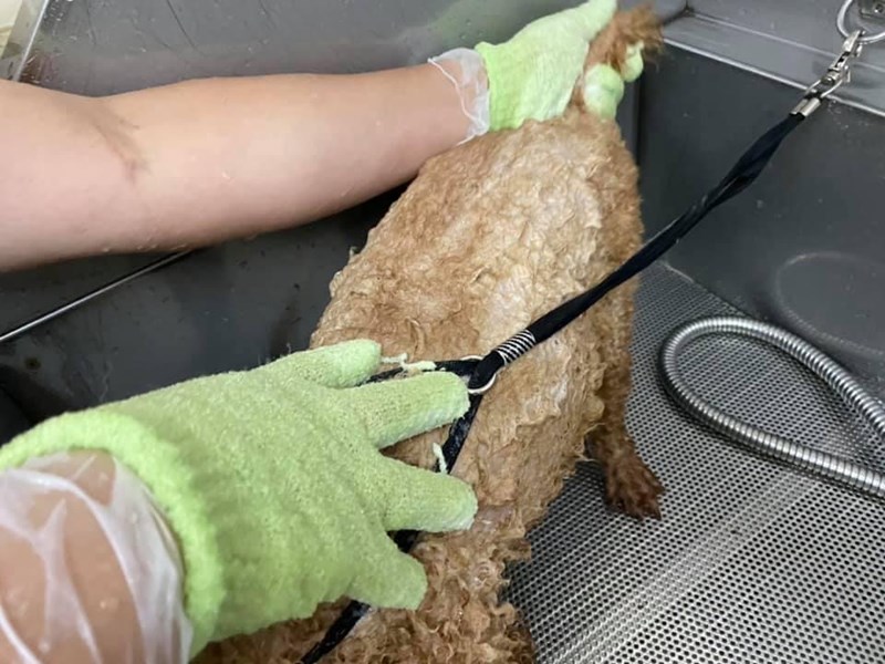 女人知己試用大隊,SOINS絲旺洗毛精,SOINS絲旺,洗毛精,SOINS絲旺潔白蓬鬆洗毛精,SOINS絲旺平衡控油洗毛精,SOINS絲旺舒緩抗敏洗毛精,貓狗適用