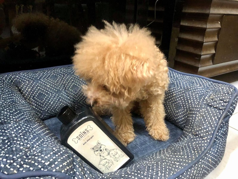 女人知己試用大隊,SOINS絲旺洗毛精,SOINS絲旺,洗毛精,SOINS絲旺潔白蓬鬆洗毛精,SOINS絲旺平衡控油洗毛精,SOINS絲旺舒緩抗敏洗毛精,貓狗適用