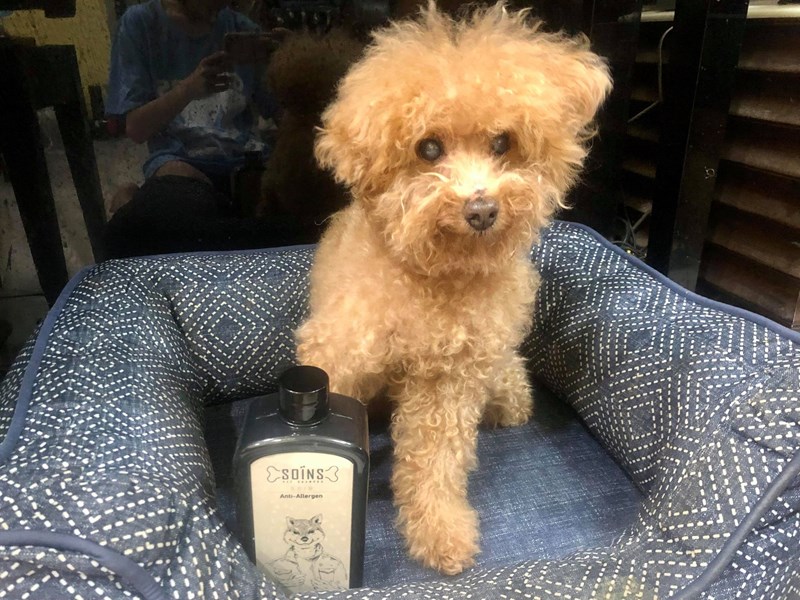 女人知己試用大隊,SOINS絲旺洗毛精,SOINS絲旺,洗毛精,SOINS絲旺潔白蓬鬆洗毛精,SOINS絲旺平衡控油洗毛精,SOINS絲旺舒緩抗敏洗毛精,貓狗適用