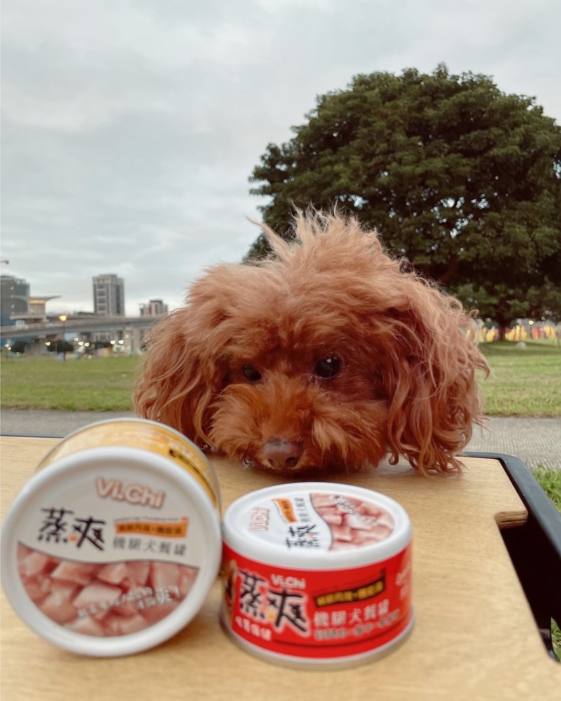 女人知己試用大隊,口碑行銷,部落客行銷,維齊 Vi.Chi 蒸爽機腿犬餐罐 80g,鮮嫩大塊雞腿肉,機能高湯補充營養與水分,低卡路里,低脂肪,易吸收,增強體質,大塊肉塊,口感十足