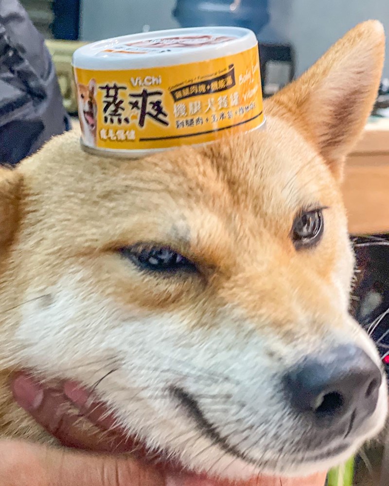 女人知己試用大隊,口碑行銷,部落客行銷,維齊 Vi.Chi 蒸爽機腿犬餐罐 80g,鮮嫩大塊雞腿肉,機能高湯補充營養與水分,低卡路里,低脂肪,易吸收,增強體質,大塊肉塊,口感十足