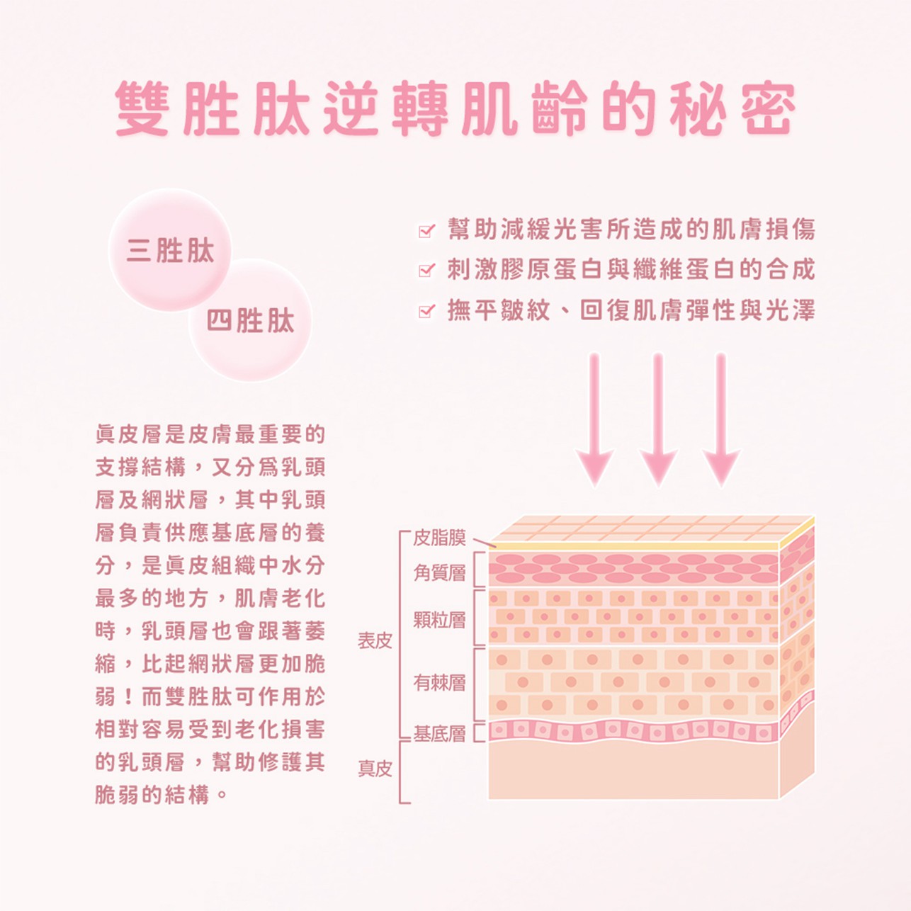 試用