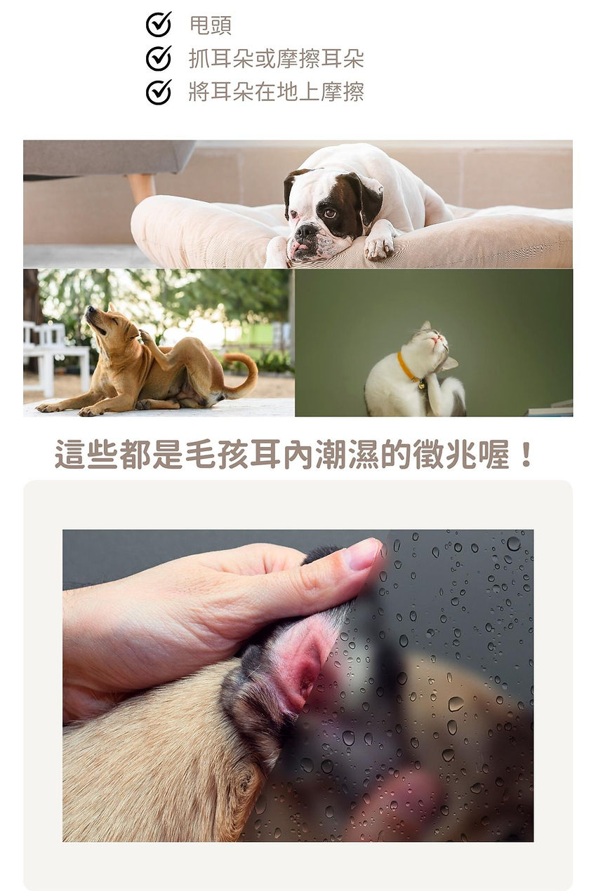 試用