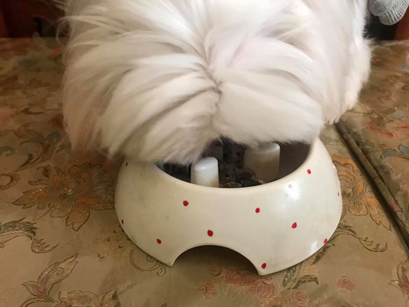 女人知己試用大隊,愛可納犬用保健食品,狗狗保健食品,
寵物營養補充,愛可納,aikona犬用保健食品,狗狗腸胃保健,
日本製,90種以上的營養成分,增強免疫力,DNA核酸