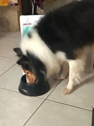 女人知己試用大隊,愛可納犬用保健食品,狗狗保健食品,
寵物營養補充,愛可納,aikona犬用保健食品,狗狗腸胃保健,
日本製,90種以上的營養成分,增強免疫力,DNA核酸