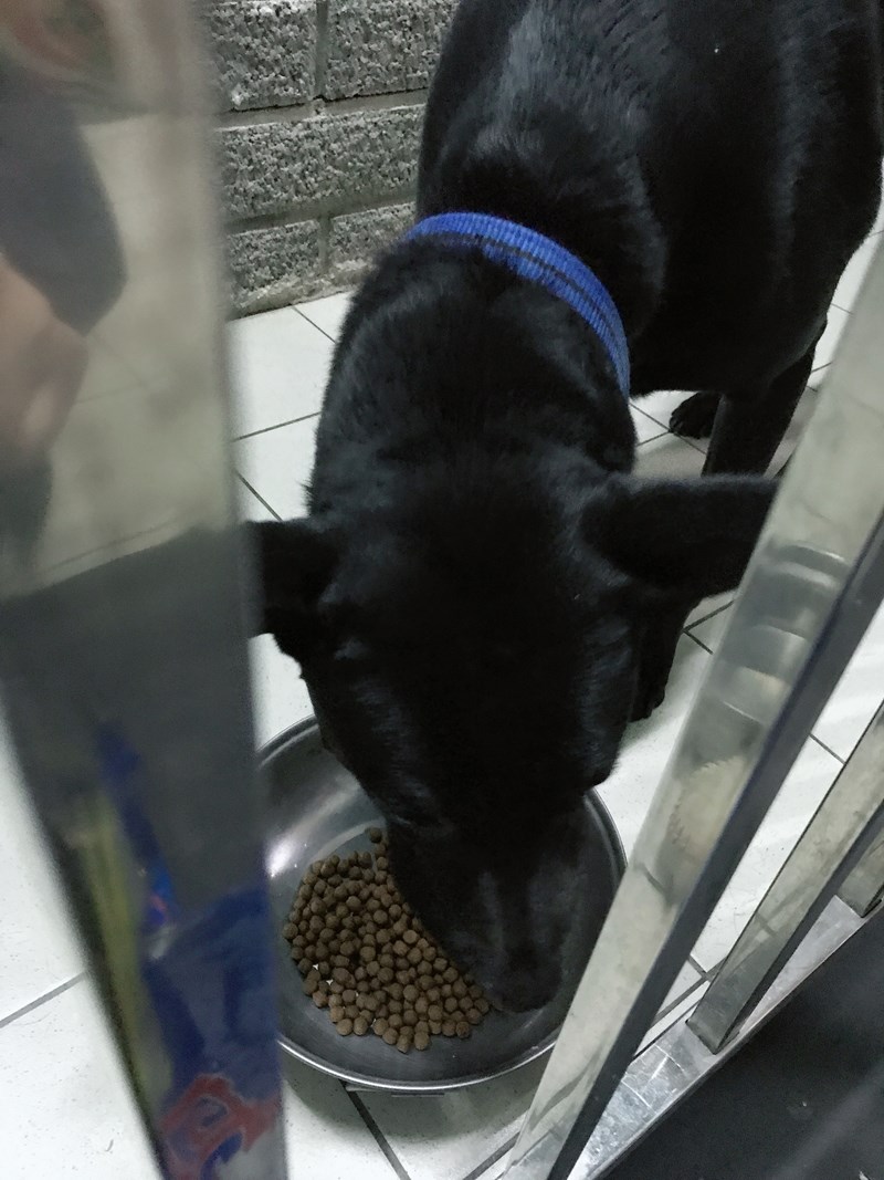 女人知己試用大隊,DAN丹成老犬口腔+骨骼配方 牛肉鮪魚番茄口味,丹DAN,能降低口臭抑制牙結石,口腔+骨骼健康配方,降低口臭,台灣虱目魚萃取精華