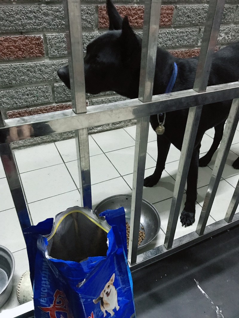 女人知己試用大隊,DAN丹成老犬口腔+骨骼配方 牛肉鮪魚番茄口味,丹DAN,能降低口臭抑制牙結石,口腔+骨骼健康配方,降低口臭,台灣虱目魚萃取精華