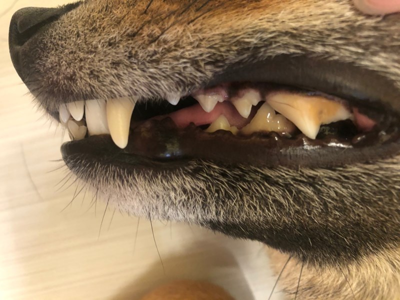 女人知己試用大隊,DAN丹成老犬口腔+骨骼配方 牛肉鮪魚番茄口味,丹DAN,能降低口臭抑制牙結石,口腔+骨骼健康配方,降低口臭,台灣虱目魚萃取精華