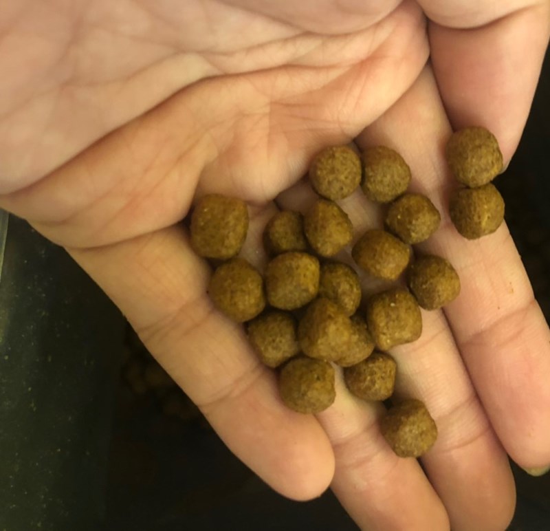 女人知己試用大隊,DAN丹成老犬口腔+骨骼配方 牛肉鮪魚番茄口味,丹DAN,能降低口臭抑制牙結石,口腔+骨骼健康配方,降低口臭,台灣虱目魚萃取精華