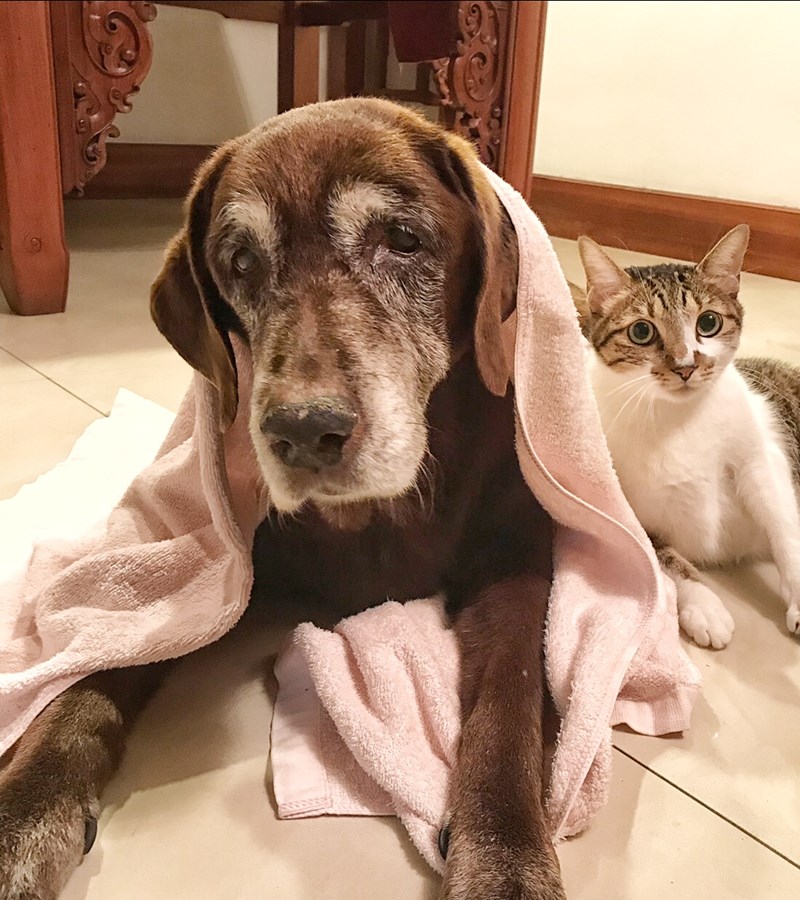 女人知己試用大隊,DAN丹成老犬口腔+骨骼配方 牛肉鮪魚番茄口味,丹DAN,能降低口臭抑制牙結石,口腔+骨骼健康配方,降低口臭,台灣虱目魚萃取精華