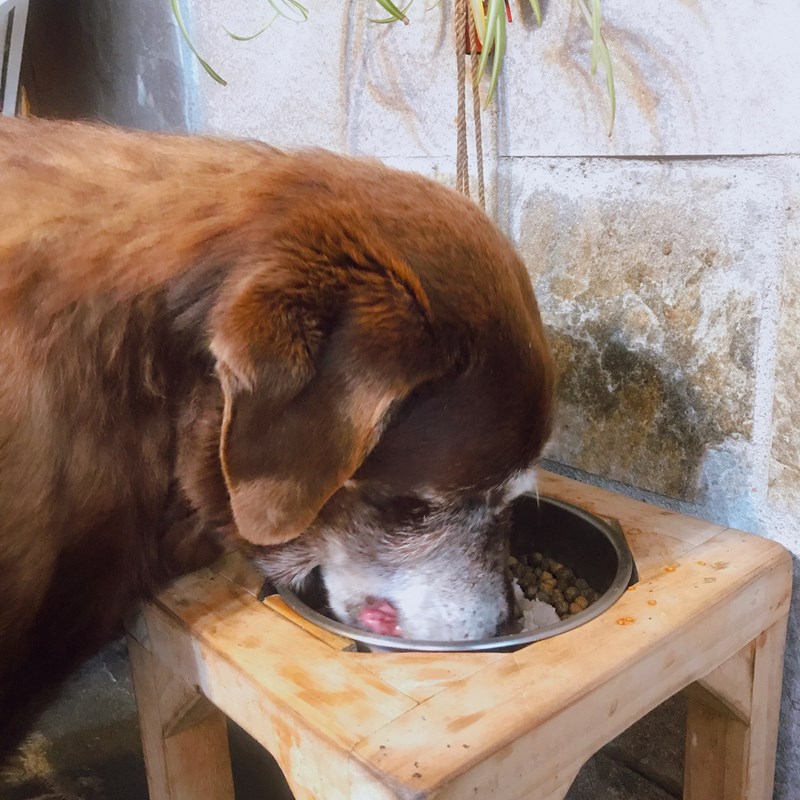 女人知己試用大隊,DAN丹成老犬口腔+骨骼配方 牛肉鮪魚番茄口味,丹DAN,能降低口臭抑制牙結石,口腔+骨骼健康配方,降低口臭,台灣虱目魚萃取精華
