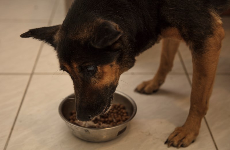 女人知己試用大隊,DAN丹成老犬口腔+骨骼配方 牛肉鮪魚番茄口味,丹DAN,能降低口臭抑制牙結石,口腔+骨骼健康配方,降低口臭,台灣虱目魚萃取精華