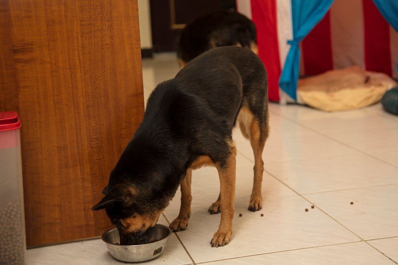 女人知己試用大隊,DAN丹成老犬口腔+骨骼配方 牛肉鮪魚番茄口味,丹DAN,能降低口臭抑制牙結石,口腔+骨骼健康配方,降低口臭,台灣虱目魚萃取精華