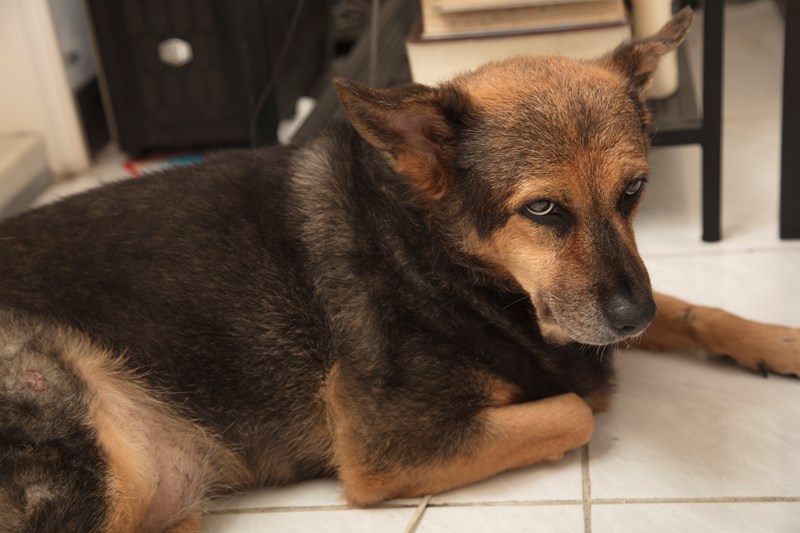 女人知己試用大隊,DAN丹成老犬口腔+骨骼配方 牛肉鮪魚番茄口味,丹DAN,能降低口臭抑制牙結石,口腔+骨骼健康配方,降低口臭,台灣虱目魚萃取精華