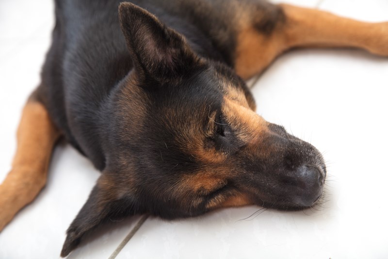 女人知己試用大隊,DAN丹成老犬口腔+骨骼配方 牛肉鮪魚番茄口味,丹DAN,能降低口臭抑制牙結石,口腔+骨骼健康配方,降低口臭,台灣虱目魚萃取精華