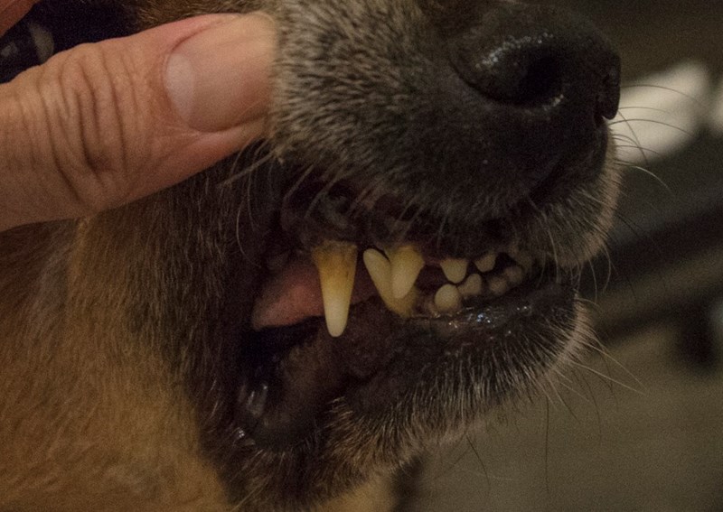 女人知己試用大隊,DAN丹成老犬口腔+骨骼配方 牛肉鮪魚番茄口味,丹DAN,能降低口臭抑制牙結石,口腔+骨骼健康配方,降低口臭,台灣虱目魚萃取精華