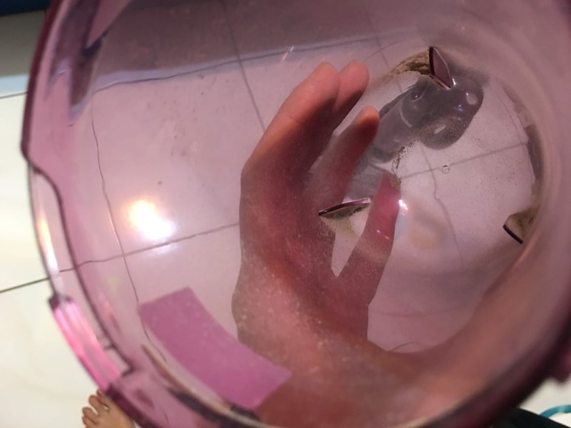 女人知己試用大隊,德國SABA極輕量數位無線吸塵器,德國SABA,德國品牌,德國科技,極輕量,無線吸塵器,自走科技,不纏毛